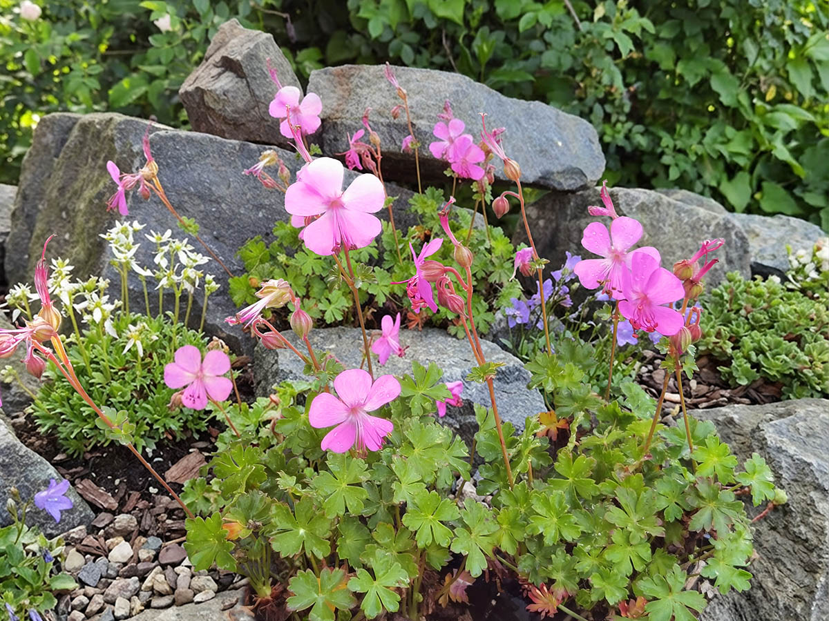 Geranium x cantabrigiense 'Westray'